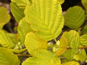 Alnus glutinosa ‘Aurea’ – златиста черна елша с ярка жълто-златиста листна маса