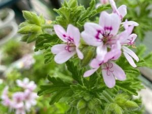 Pelargonium roseum (Индрише) с ароматни зелени листа и нежни розови цветове