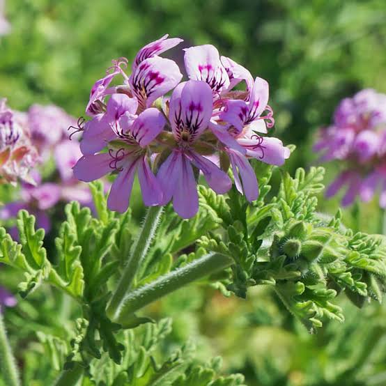 Pelargonium roseum (Индрише) – ароматно растение с меки зелени листа