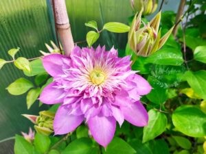 Clematis ‘Kaiser’ с плътни кичести цветове в розово-лилави нюанси и свежи зелени листа.