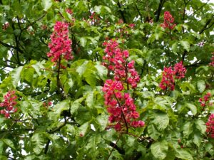 Aesculus × carnea ‘Briotii’ с едри розово-червени съцветия и гъста зелена корона