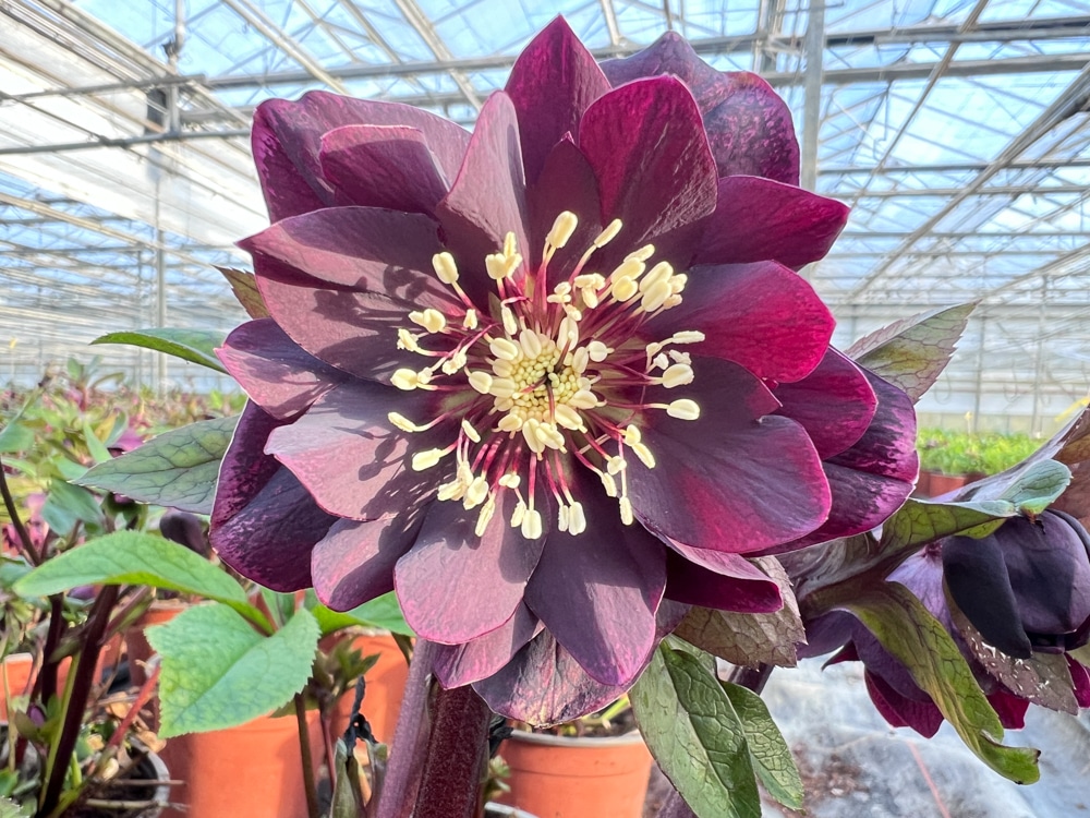 Helleborus ‘Double Red’ – декоративен кукуряк с кичести тъмночервени цветове