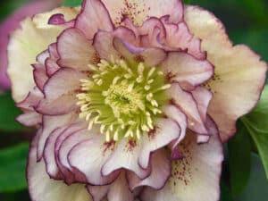 Helleborus ‘Double Picotee’ – кичест кукуряк с кремаво-бели цветове и розово-пурпурен кант