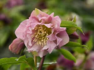 Helleborus Double Pink – розов кичест кукуряк за сенчести места