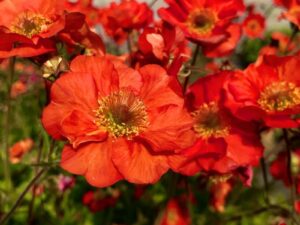 Geum ‘Tempest Scarlet’ – омайниче с ярки аленочервени цветове
