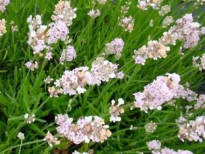 Lavandula angustifolia ‘Rosea’ – розова лавандула с нежни розови цветове и сиво-зелени листа