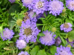 Scabiosa ‘Blue’ (Скабиоза ‘Блу’) с нежни синьо-лилави цветове и компактна зелена листна маса.