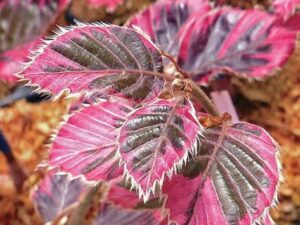 Fagus sylvatica ‘Tricolor’ – декоративен трицветен бук с пурпурно-розови и кремави листа