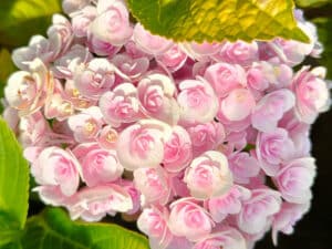 Hydrangea macrophylla ‘Love’ – едролистна хортензия с плътни розови съцветия и свежи зелени листа