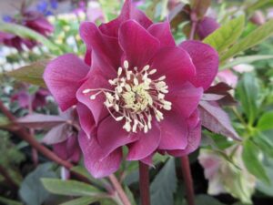 Helleborus ‘Double Red’ – кичест червен кукуряк с наситени бордо цветове