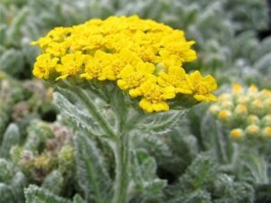 Achillea tomentosa ‘Aurea’ с яркожълти цветове и сиво-зелени листа