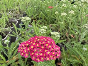 Achillea ‘Milly Rock Cherry’ с черешово-червени съцветия и компактна форма