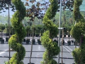 Cupressus ‘Goldcrest’ топиарна спирала 180 см в декоративна саксия