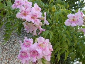 Bignonia ‘Pink Scarlet’ с розово-червени тръбести цветове