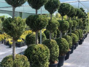 Топиарен Cupressocyparis leylandii ‘Pon Pon’ с три зелени топки