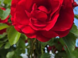 Rosa banksiae ‘Lady Banks Red’ – катерлива роза с декоративен цъфтеж