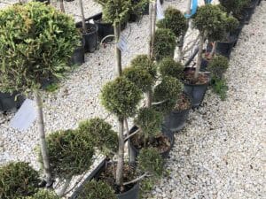 Cupressocyparis leylandii ‘Pon Pon’ 120 см с декоративни зелени топиарни корони