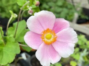 Anemone hupehensis ‘Princess Pink’ (Анемоне „Принцес Пинк“) с розови цветове и жълт център
