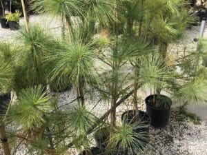 Pinus wallichiana (Хималайски бор) с дълги синьо-зелени игли и декоративна корона