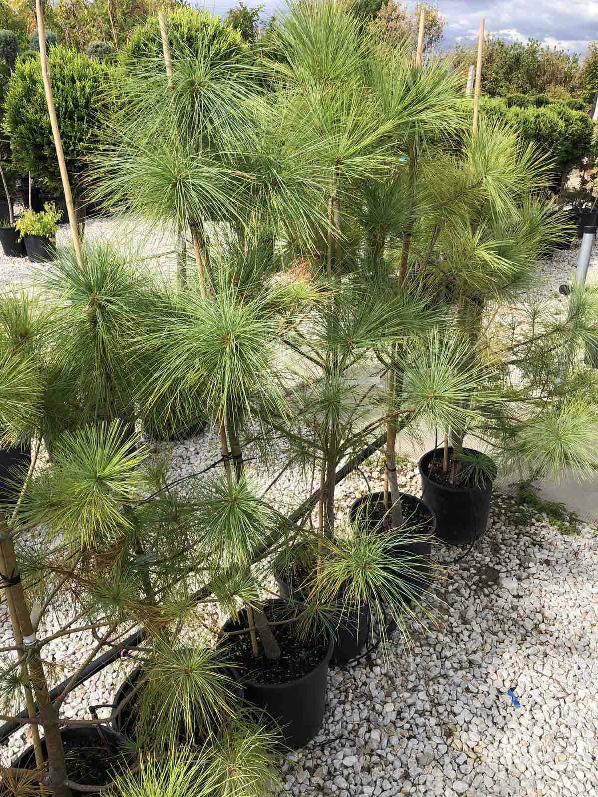 Pinus wallichiana (Хималайски бор) с дълги синьо-зелени игли и декоративна корона