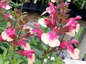 Salvia macrophylla ‘Bicolor Pink’ с нежни розово-бели цветове