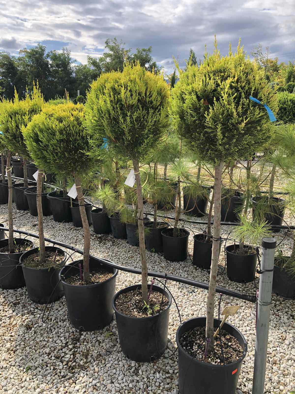 Златист кипарис Cupressus ‘Goldcrest’ в топиарна форма 80–100 см