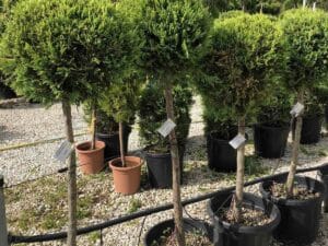 Cupressus ‘Goldcrest’ топиар 80–100 см със златисто-жълта вечнозелена корона