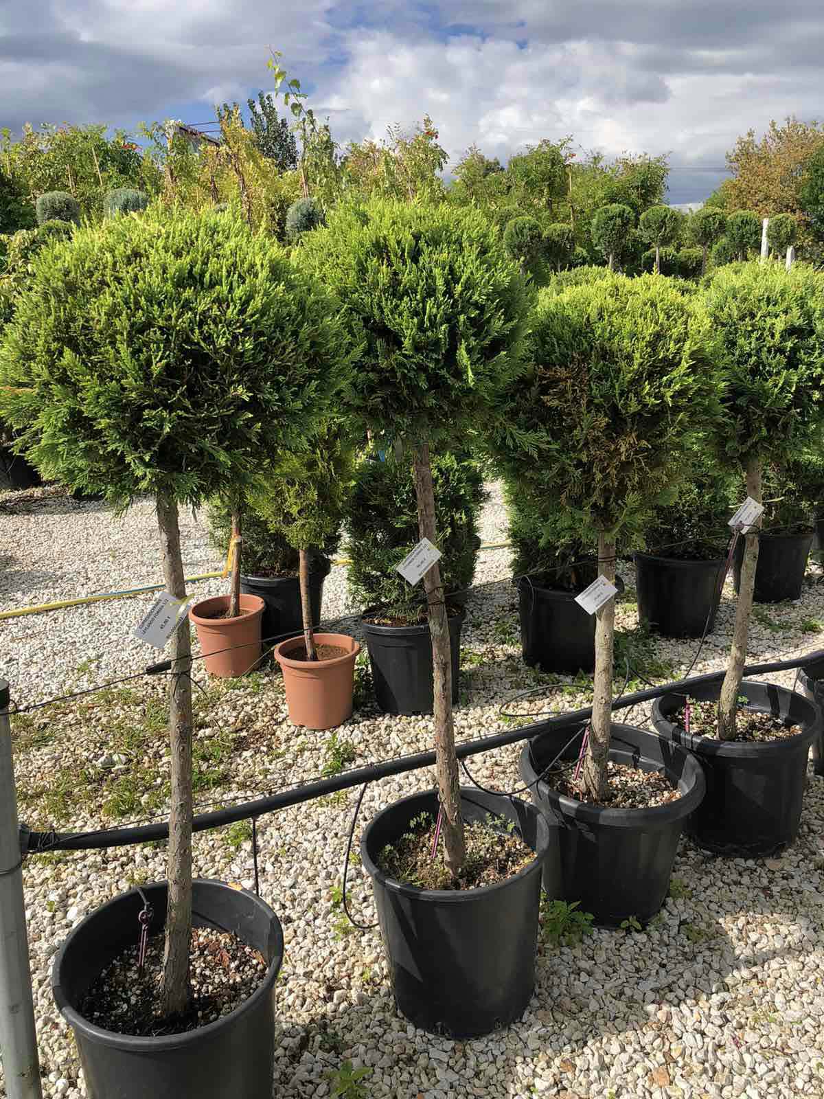 Cupressus ‘Goldcrest’ топиар 80–100 см със златисто-жълта вечнозелена корона