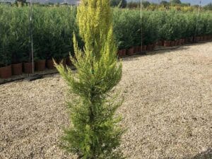 Cupressus macrocarpa ‘Goldcrest’ със златисто-жълта вечнозелена листна маса