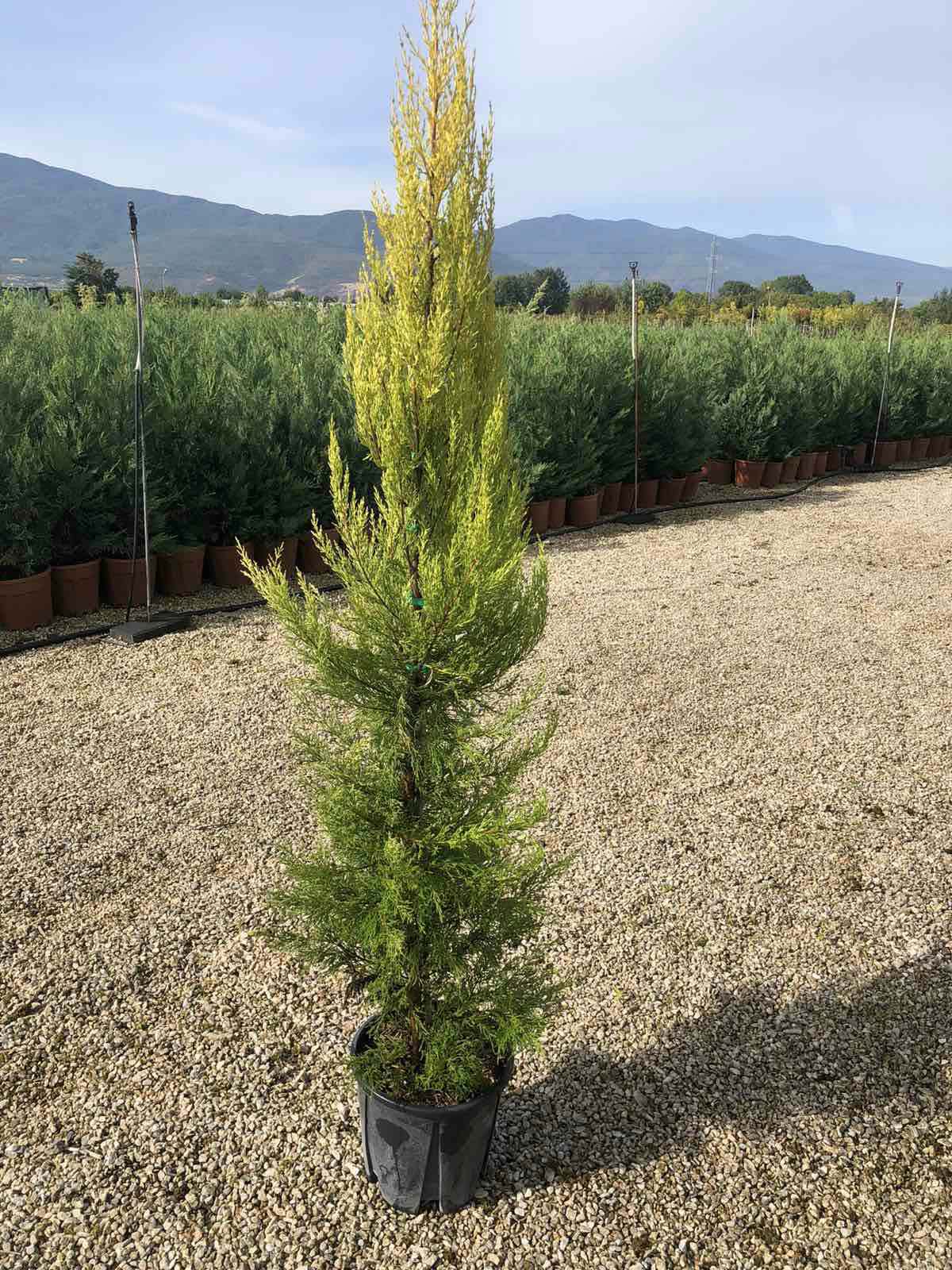 Cupressus macrocarpa ‘Goldcrest’ със златисто-жълта вечнозелена листна маса