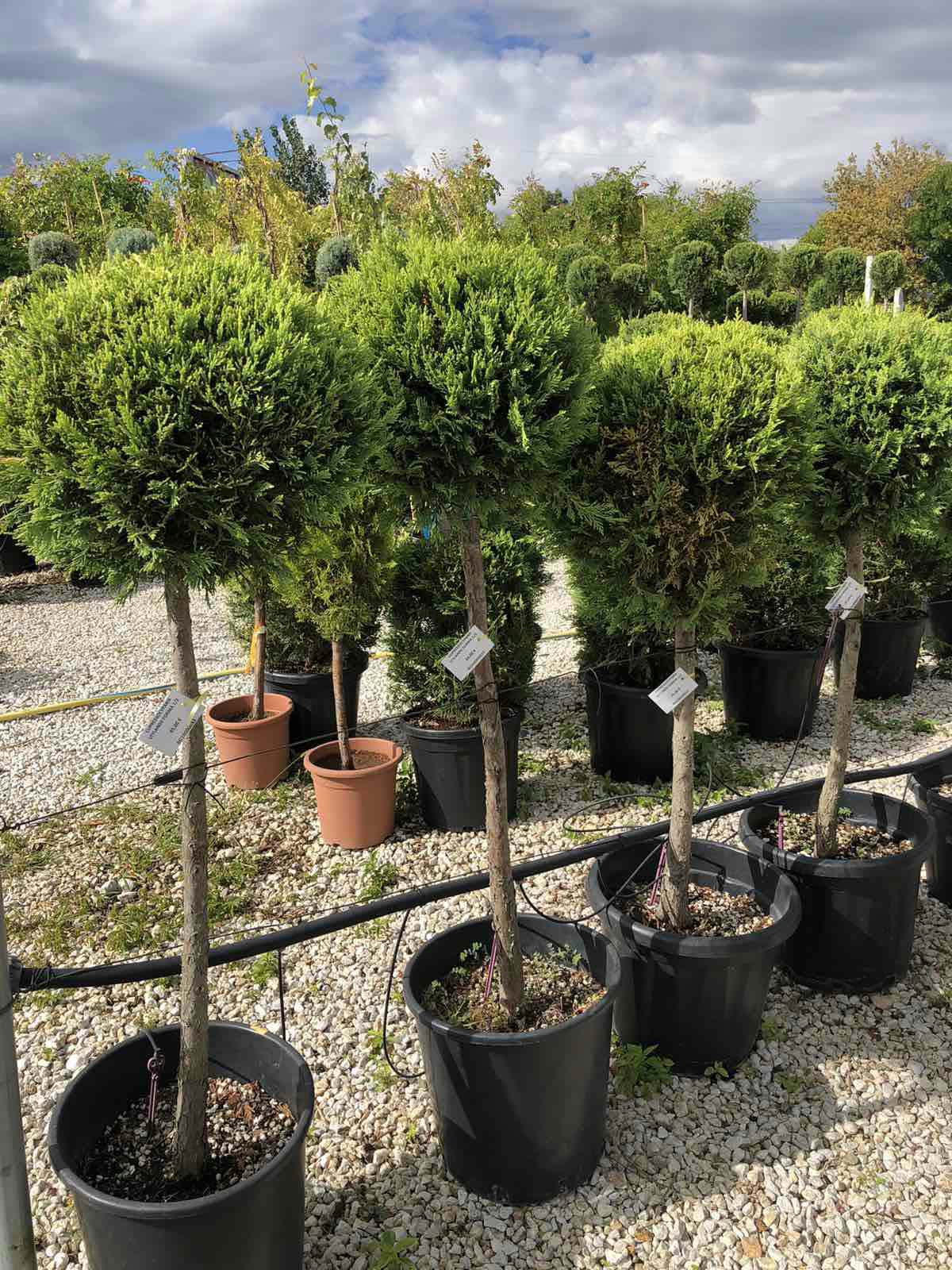 Декоративен Cupressus ‘Goldcrest’ топиар със златиста корона, височина 80–100 см