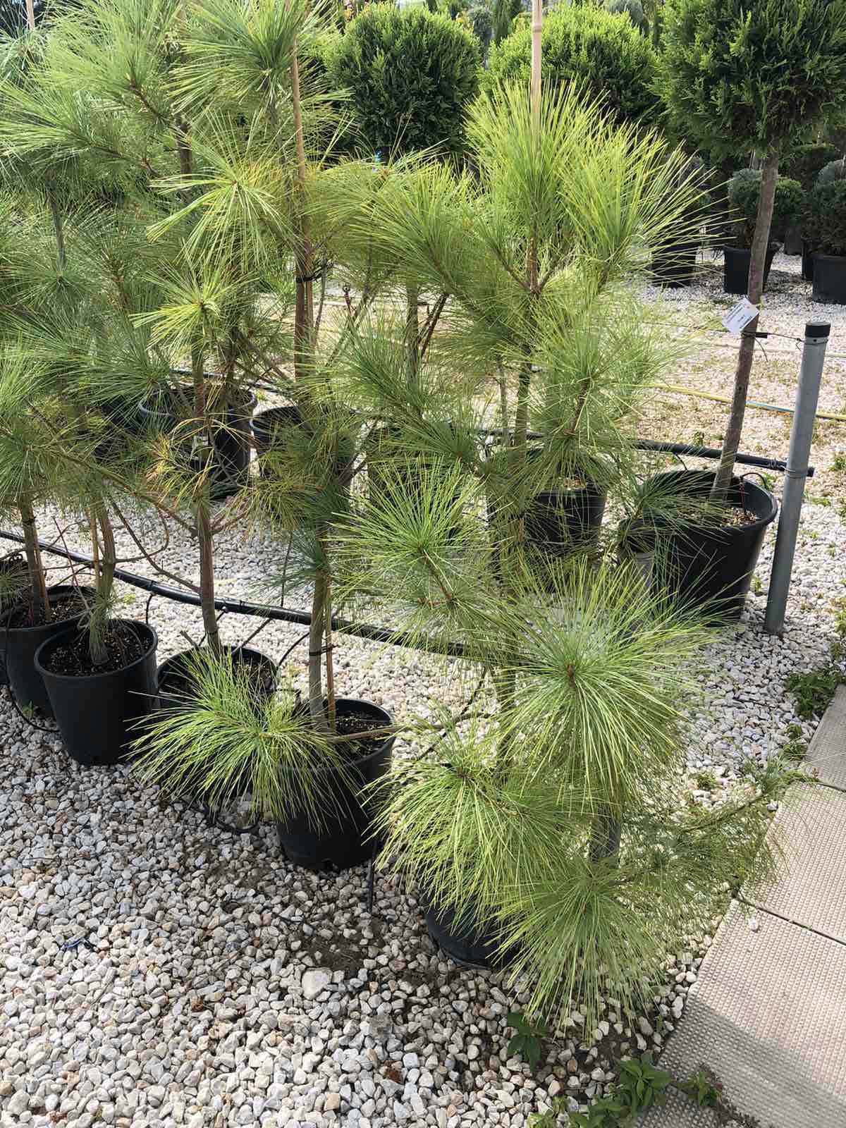 Хималайски бор Pinus wallichiana с меки сребристо-сини игли