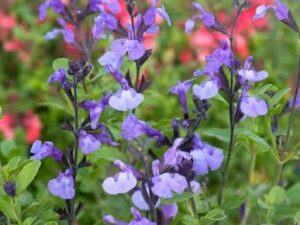 Salvia macrophylla ‘Purple Leaf’ с пурпурна ароматна листна маса