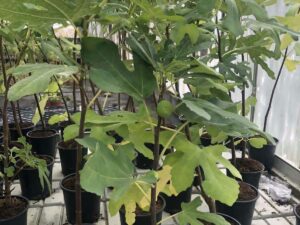 Ficus carica в саксия – плододаваща смокиня за тераса и двор