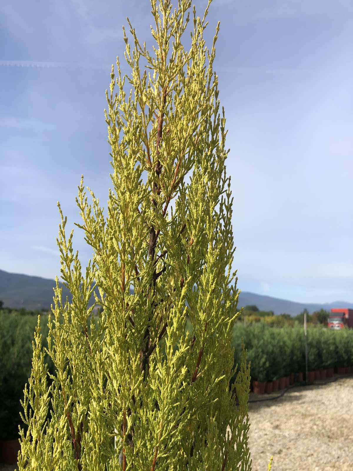Снимката показва Cupressus macrocarpa ‘Goldcrest’ – вечнозелен декоративен кипарис с плътна златисто-жълта листна маса и изправен растеж. Подходящ е за дворове, тераси, входни зони и големи декоративни саксии.